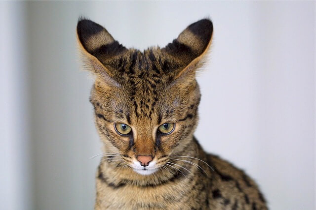 how-much-are-savannah-cats